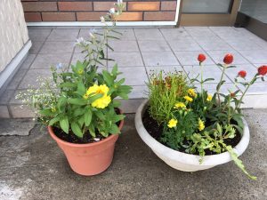 植え替えたお花です🌼